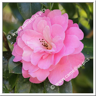 Camellia Hybrid C.x williamsii 'Gwavas'
