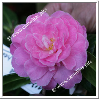 Camellia Hybride C.x williamsii 'Gwavas'