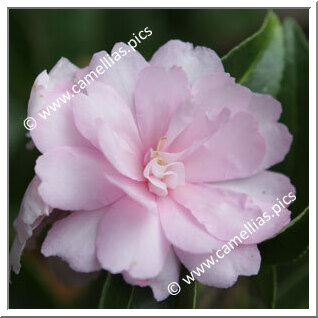 Camellia Sasanqua 'Gwen Pike'