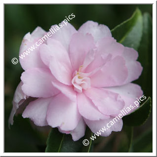 Camellia Sasanqua 'Gwen Pike'