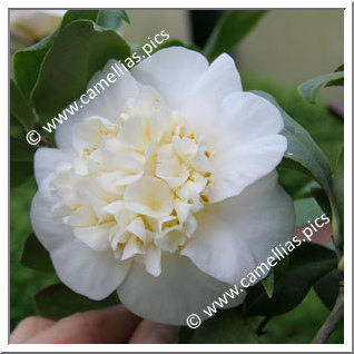 Camellia Japonica 'Gwenneth Morey'