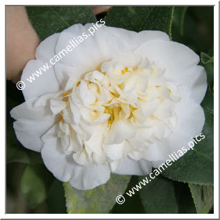 Camellia Japonica 'Gwenneth Morey'