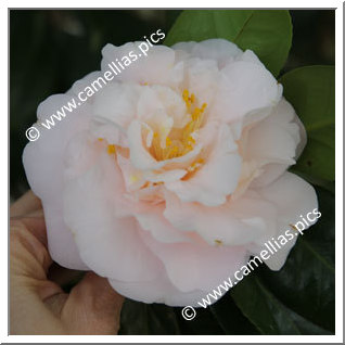 Camellia Japonica 'Gyôzan'