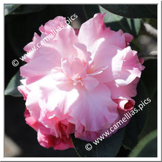 Camellia Hybrid C.reticulata  'Ruta Hagmann'
