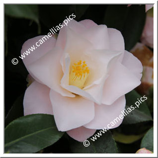 Camellia Japonica 'Hagoromo'