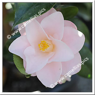 Camellia Japonica 'Hagoromo'