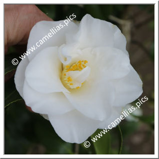 Camellia Japonica 'Hagoromo-no-musume'
