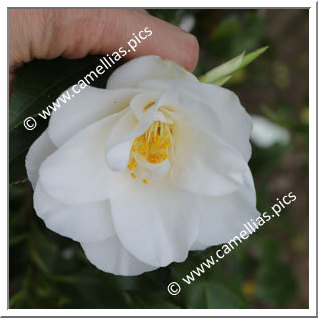 Camellia Japonica 'Hagoromo-no-musume'