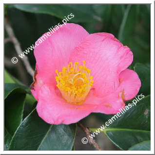 Camellia Japonica 'Hakata-murasaki'