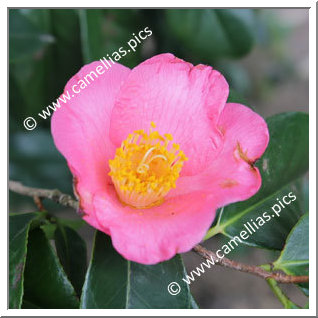 Camellia Japonica 'Hakata-murasaki'