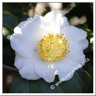 Camellia Higo Camellias 'Hakkaku'