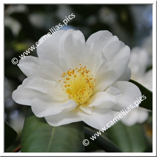 Camellia Japonica 'Hakubotan-Chûbu'