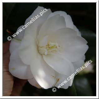 Camellia Japonica 'Hakugan'