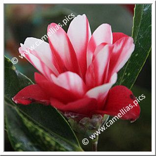 Camellia Japonica 'Hakuhan-kujaku'