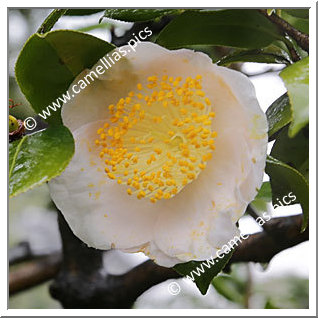 Camellia Higo Camellias 'Hakurakuten'