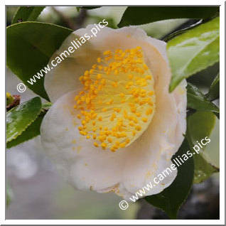 Camellia Higo Camellias 'Hakurakuten'