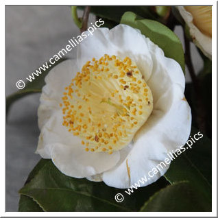 Camellia Higo Camellias 'Hakusen'