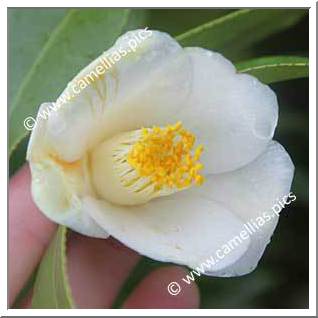 Camellia Japonica 'Hakushû'