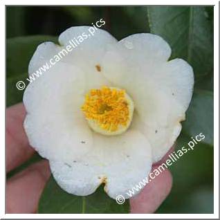 Camellia Japonica 'Hakushû'