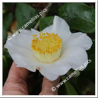 Camellia Higo Camellias 'Hakutaka'