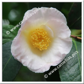 Camellia Hybrid 'Hama-no-akebono'