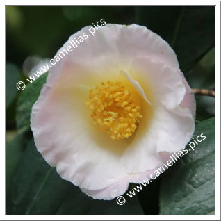 Camellia Hybrid 'Hama-no-akebono'