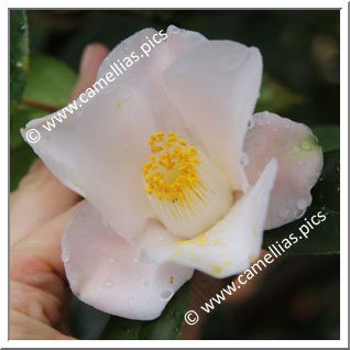 Camellia Japonica 'Hamachidori'