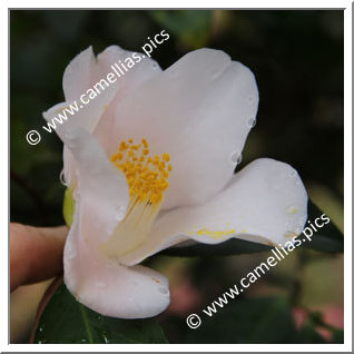 Camellia Japonica 'Hamachidori'