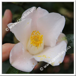 Camellia Japonica 'Hamachidori'