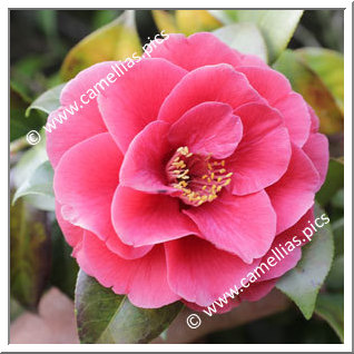 Camellia Japonica 'Hana-no-sato'
