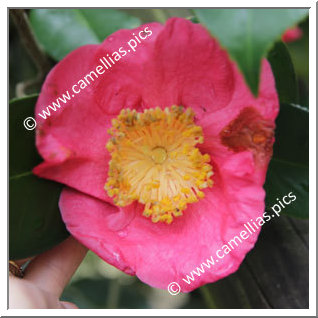 Camellia Japonica 'Hanadaijin'