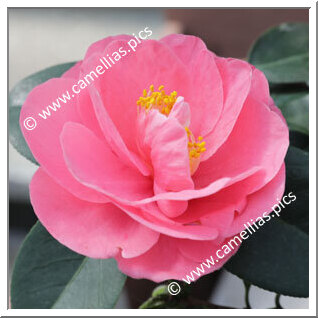 Camellia Japonica 'Hanafûki'