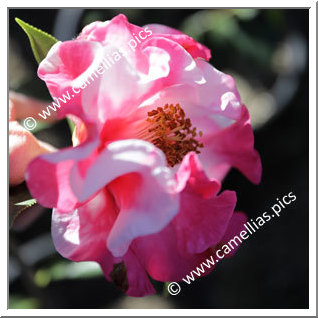 Camellia Japonica 'Happy Harlequin'