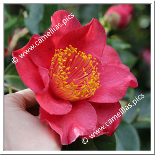 Camellia Japonica 'Happy Higo'