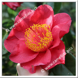 Camellia Japonica 'Happy Higo'