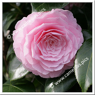 Camellia Japonica 'Happy Holidays'