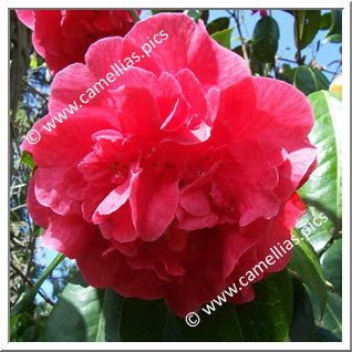 Camellia Hybride 'Harold L. Paige'
