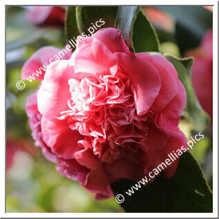 Camellia Japonica 'Harriet Knapp'