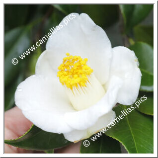 Camellia Japonica 'Haru-ichiban'