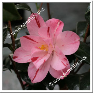 Camellia Japonica 'Haru-no-utena'