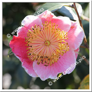 Camellia Higo Camellias 'Harugasumi'