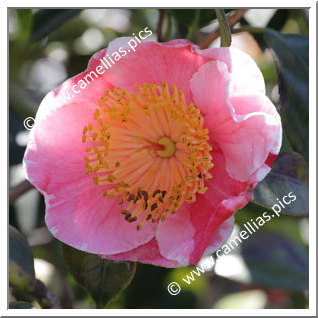 Camellia Higo Camellias 'Harugasumi'