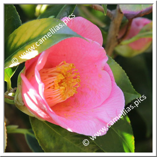 Camellia Japonica 'Hatsune (Chûbu)'