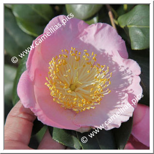 Camellia Higo Camellias 'Hatsuwarai'