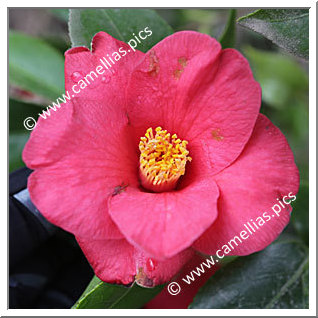 Camellia Japonica 'Hautehouse'