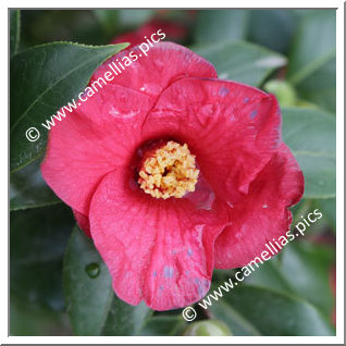 Camellia Japonica 'Hautehouse'