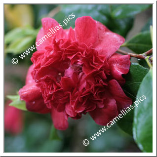 Camellia Japonica 'Hautsione'