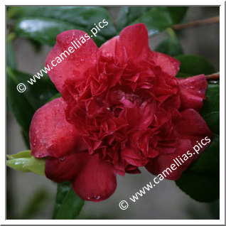 Camellia Japonica 'Hautsione'
