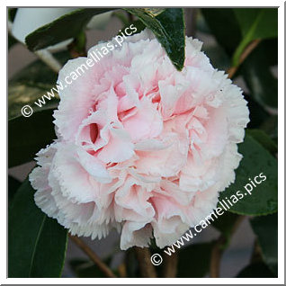 Camellia Japonica 'Hawaii'