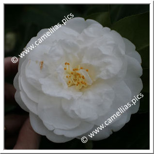 Camellia Japonica 'Hectotiana'